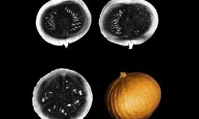 قوی‌ ترین دستگاه ام‌آر‌آی جهان نخستین تصاویر خود را از یک کدو تنبل گرفت