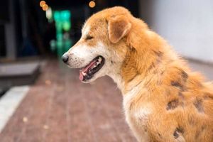 تردد جالب سگ خودکفا درشهر/ ویدئو