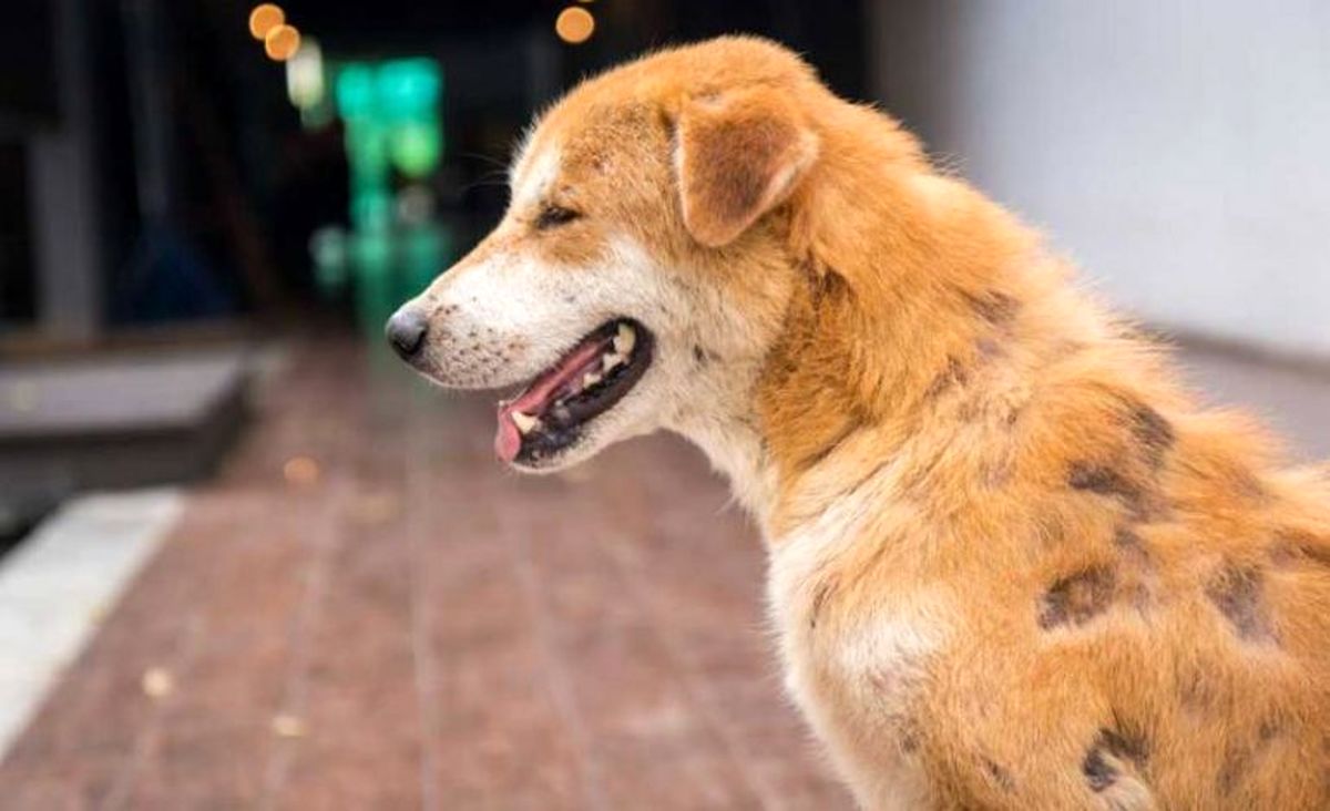 تردد جالب سگ خودکفا درشهر/ ویدئو