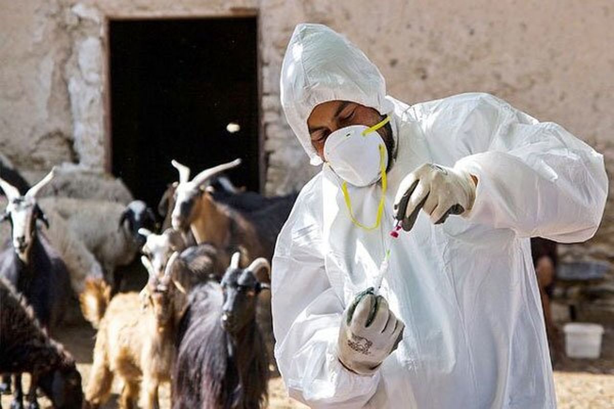 شیوع طاعون در استان البرز تأیید شد