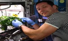 تاثیر موسیقی برای رشد گیاهان