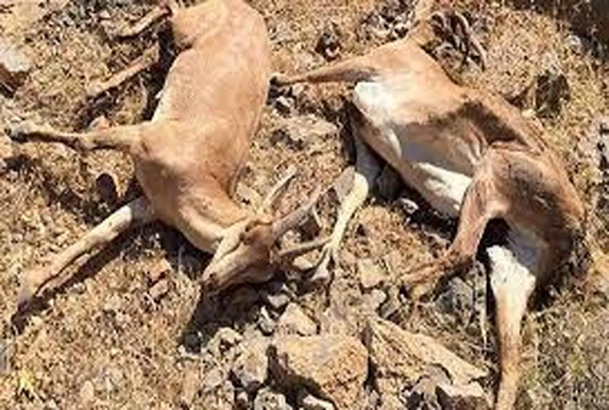 طاعون نشخوارکنندگان برای انسان خطری ندارد