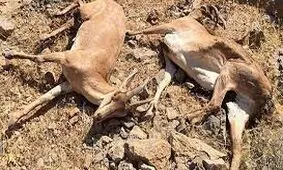 طاعون نشخوارکنندگان برای انسان خطری ندارد