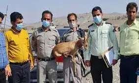 کشف یک رأس جبیر زنده در فاریاب