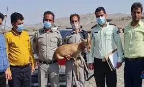 کشف یک رأس جبیر زنده در فاریاب