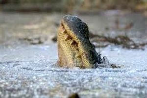 تکنیک عجیب تمساح ها برای زنده ماندن در دریاچه یخ زده/ ویدئو