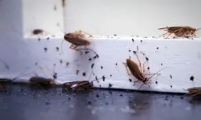 آنچه سوسک و حشرات را به سمت خانه شما جذب می کند