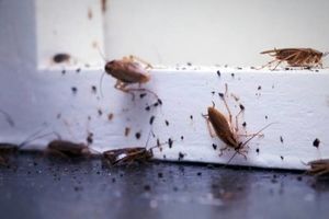 آنچه سوسک و حشرات را به سمت خانه شما جذب می کند