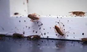 آنچه سوسک و حشرات را به سمت خانه شما جذب می کند