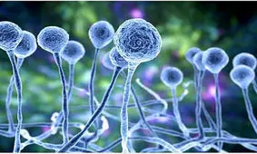 واردات داروی قارچ سیاه ۱۶برابر شد/ تداوم تأمین واکسن کرونا تا ۲۰۰میلیون دوز