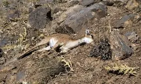 کشف لاشه ۹ کل و بز وحشی تلف شده بر اثر طاعون نشخوارکنندگان