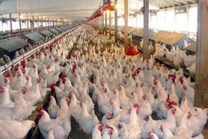 به مرغ ها آنتی بیوتیک می‌دهند نه تریاک