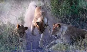 حفاری شیرها برای شکار گراز/ ویدئو