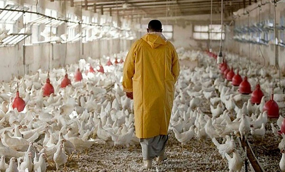 به مرغ‌ها آنتی بیوتیک می‌دهند نه تریاک و هورمون