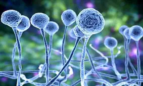 چه کسانی قارچ سیاه می‌گیرند؟