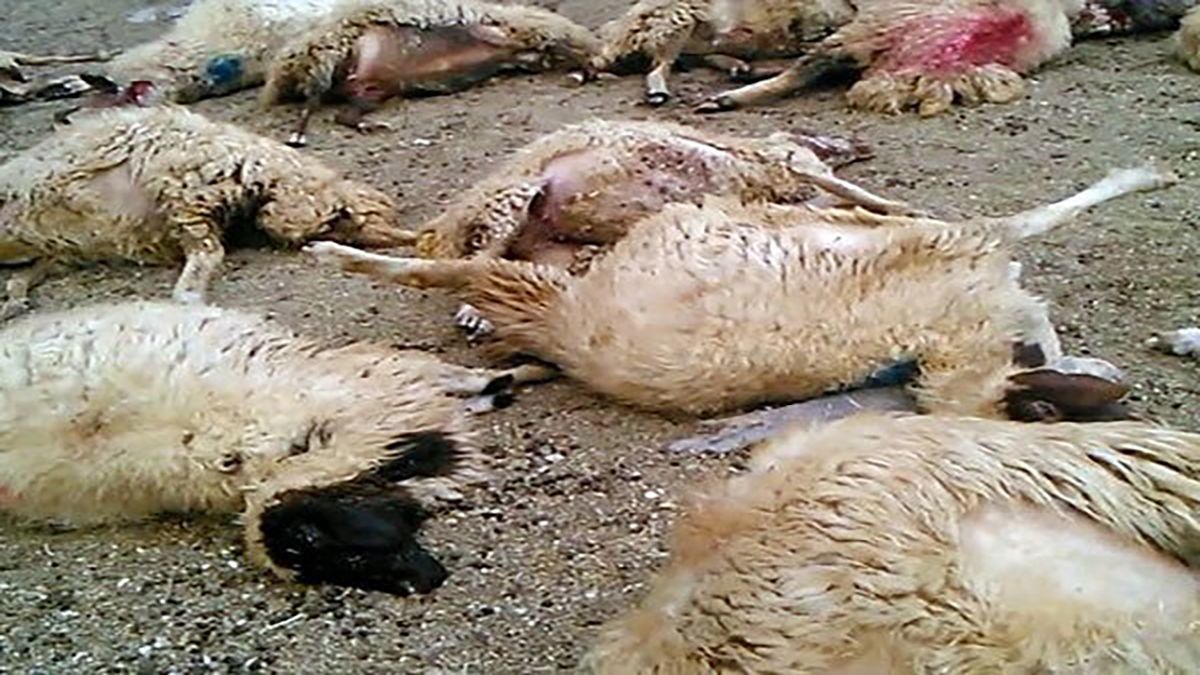 حمله گرگ به گله گوسفندان در روستای توده شیروان