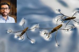 ساخت یک ربات با الهام از حشرات آب‌پیما!