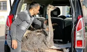 خارج کردن چاقو و فندق از معده شترمرغ/ تصاویر