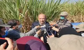شروع برداشت نیشکر در مجتمع‌های هفتگانه خوزستان