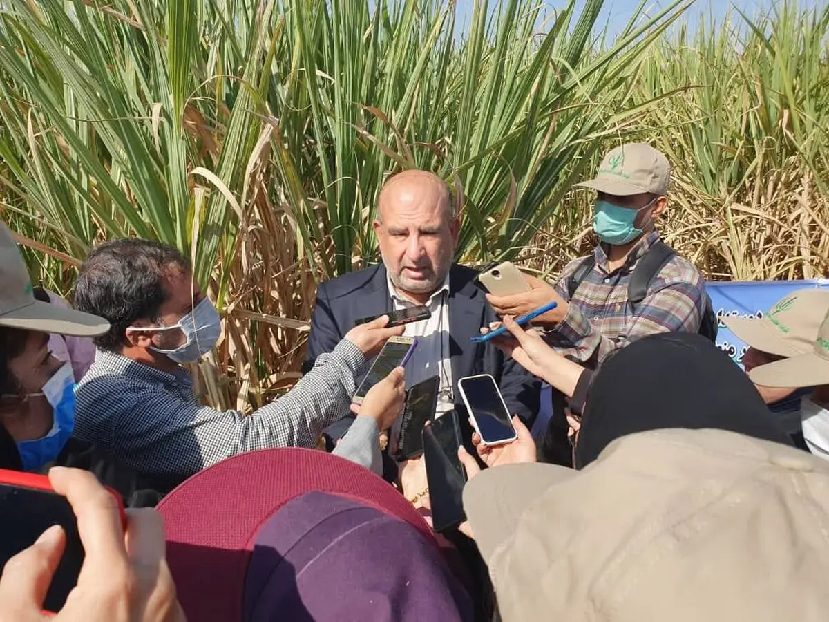 شروع برداشت نیشکر در مجتمع‌های هفتگانه خوزستان