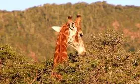 درختانی که حرف می زنند