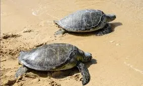 تولد یک لاکپشت دوسر نادر در آمریکا