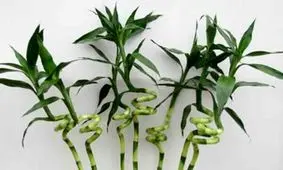 شرایط خوب نگهداشتن گیاه بامبو در منزل