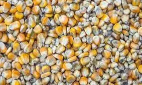 ۵۰۰۰ تن ذرت آلوده شد