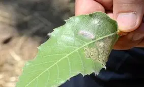 مبارزه با آفت برگ خوار بلوط در ۹۸۰۰ هکتاراز جنگلهای استان کهگیلویه و بویراحمد انجام شد