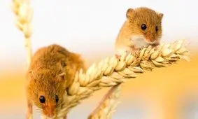 تعداد وعده‌ های غذایی کمتر بیش از میزان کالری لاغر می‌کند