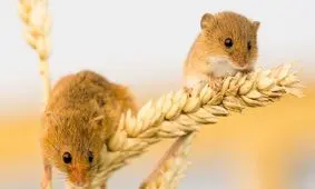 تعداد وعده‌ های غذایی کمتر بیش از میزان کالری لاغر می‌کند