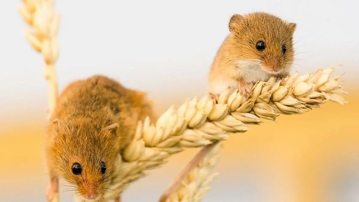 تعداد وعده‌ های غذایی کمتر بیش از میزان کالری لاغر می‌کند