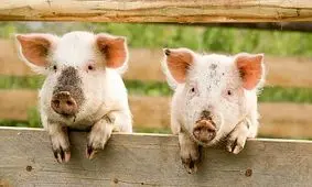 چرا توانمندی خوک‌‌ ها در انجام بازی‌ های ویدئویی برای دانشمندان مهم شده است؟