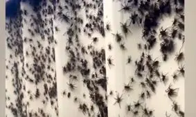 حمله عنکبوت‌ها به ایرلند شمالی/ ویدئو