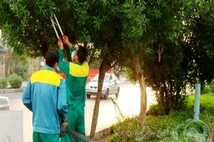 معاون خدمات شهری شهرداری اهواز: شهرداری در خصوص هرس درختان به وظایف خود عمل کرد