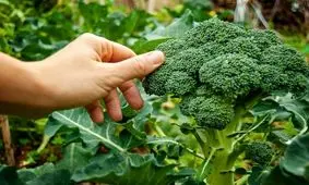 آموزش پرورش بروکلی در منزل، باغچه یا گلدان