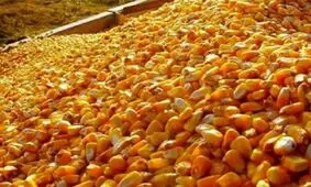 وزارت جهاد کشاورزی: هنوز نمی توان گفت ذرت های موجود در گمرک آلوده اند