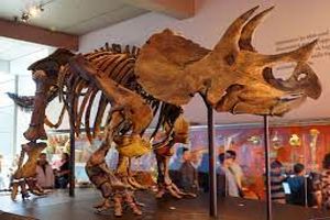 بزرگترین «تریسراتوپس» جهان فروخته شد/ بیش از ۶ میلیون یورو برای این دایناسو‌رِ