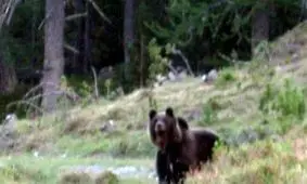 سلفی با خرس دردسرساز شد