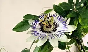 "ساعتی"؛ گلی با خاصیت دیازپام!