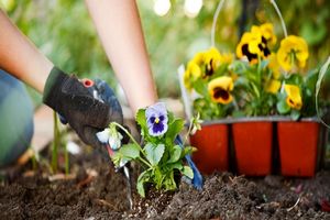 تفاوت اصلی خاک گلدان با خاک باغچه