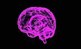 چرا اندازه مغز انسان کاهش یافت؟