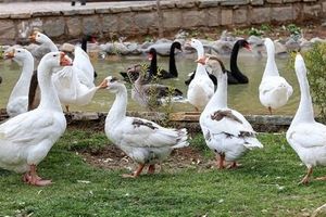 زنگ خطر شیوع آنفلوآنزای پرندگان در مازندران نواخته شد