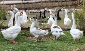 زنگ خطر شیوع آنفلوآنزای پرندگان در مازندران نواخته شد