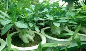 اصول نگهداری رز صحرایی یا آدنیوم در منزل