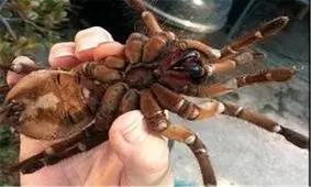 سالیانه حدود ۹۰۰ گزیدگی توسط عنکبوت ساعت‌ شنی گزارش می‌شود