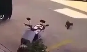 گربه که سعی در اخاذی از راننده را داشت/ ویدئو