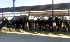 راه اندازی بزرگترین دامداری غرب کشور در همدان