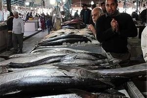 قیمت عجیب در مزایده بازار ماهی فروشان؛ ۴.۵ کیلو ۶ میلیون و ۱۰۰ هزار تومان