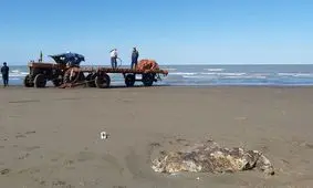 کشف لاشه فک خزری در سواحل دریای مازندران/ عکس